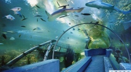 北京海洋馆-鲨鱼港
