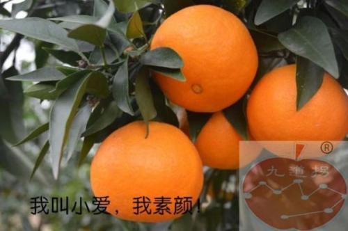 九道拐柑橘