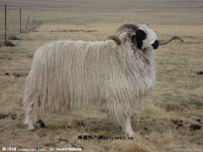 玛多藏羊  border=