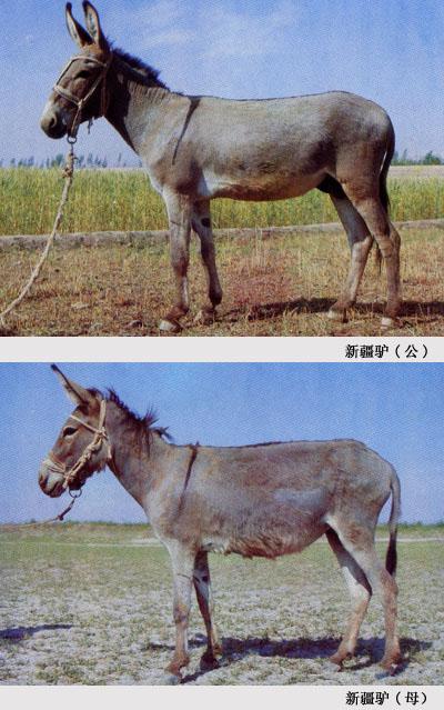 吐鲁番驴