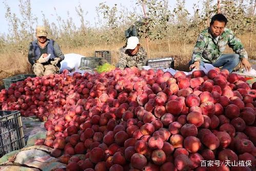 新疆兵团六团苹果