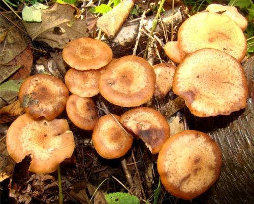 东北野生蘑菇