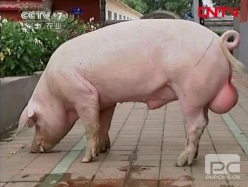 上海白猪