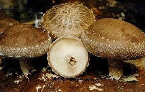 炎陵段木香菇