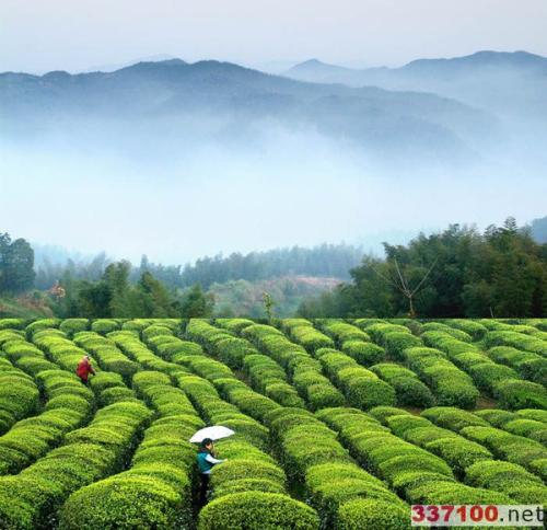 海潭翡翠绿茶