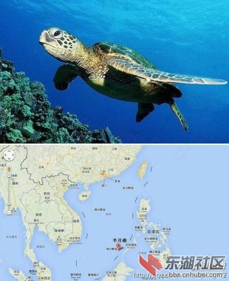 南海海龟