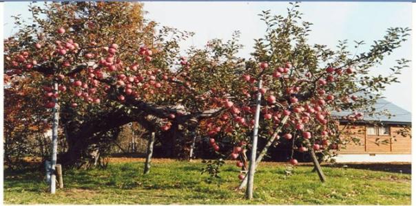 韩城苹果