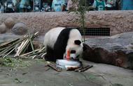 吹空调、吃西瓜、抱冰玩，北京动物园的动物这样过夏天