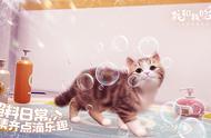 猫咪集结中 西山居休闲社交手游《我和我的猫》测试今日开启