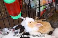 小猫咪和小兔子玩游戏