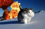 一款获得了880万美金众筹的桌游《爆炸小猫》为你登场