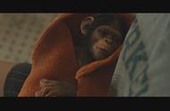 《猩球崛起3》来了，从今天开始，我就是你的猴儿了！