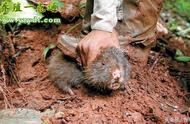 野生竹鼠的捕捉与驯养方法，野生竹鼠训化养殖保护野生竹鼠