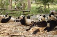 想去成都看大熊猫，三天行程应该这样安排，从天府广场出发