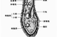 生物进化论的漏洞是啥？