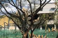 熊猫爬树，你看过吗？那个树枝真不会断吗？