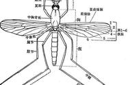 被蚊子咬的时候不要急着拍死它，不然会让你后悔！