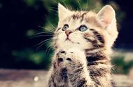 「情感故事动物篇」听一只坚强的小猫讲述它的——小猫历险记