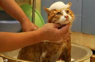 教你给猫咪洗澡