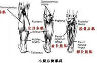 跑步后各肌群的伸展方法及肌群强化活动