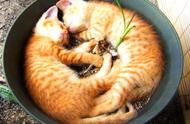 一般人买不到的猫盆栽，只要每天定时浇灌小鱼干就能长大