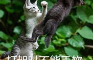 撸猫日记之朕的猫生哲理