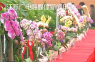 南京六合蝴蝶兰精品展：价值200万花魁惊艳亮相