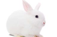 怎么在手机上养兔子 亲手养的兔子最可爱