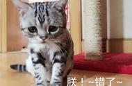 撸猫日记：朕！错了~本猫知道错了~本喵错了~