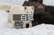 《二代妖精》：这不是我记忆里白饭如霜的《猎物者》