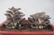 冬天在家种盆蘑菇，做盆景特漂亮，一冬天有吃不完的蘑菇