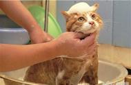 虽然猫咪有体香，也需要偶尔洗洗澡，步骤123！