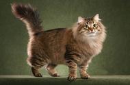 西伯利亚森林猫的特征、性格以及饲养方法