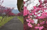 春日赏樱新体验 三大玩法樱花树下野餐超梦幻