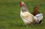 （养鸡技术） “种鸡管理性疾病 ”你的鸡场估计也有...