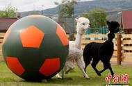 为世界杯热场 羊驼白虎变“足球小将”