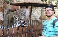 当游客是傻子！埃及一动物园给驴画黑白条纹 冒充斑马