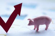 养猪大亨预言：后年猪肉或将跌破10元以下，消费者持怀疑态度