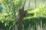 养蜂，自然分蜂群是幼蜂还是老蜂？蜜蜂生命接力，请准备纸巾