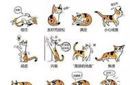 一分钟读懂猫的肢体语言