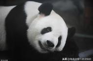 20个熊猫趣味冷知识，只吃竹子是因为尝不到肉的鲜味....
