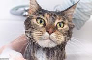 给猫咪洗澡的正确打开方式，从此洗猫so easy！