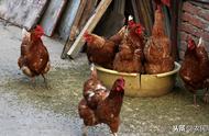 开心农场再现，远程监控你的土鸡，300天后可吃自己养的土鸡