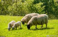 养羊达人论羔羊瘫软的原因与防治方法