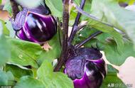 茄子种植生产中常见5种虫害为害症状、习性以及防治措施详述