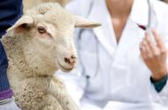 羊群疫苗接种方法及口服免疫注意事项