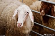 圈养羊一天喂几次比较科学？一天吃多少草和多少精料