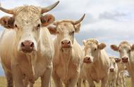 新手养牛，养繁殖牛好还是育肥牛好？养多少头合适？