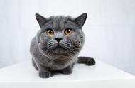 蓝猫怎么养之给蓝猫洗澡的10个步骤