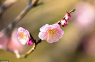 云菲菲一首《梅花泪》缠绵动听